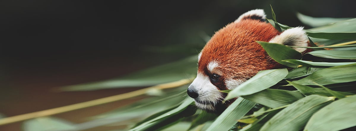 How_to_go_incognito_in_Firefox-Hero